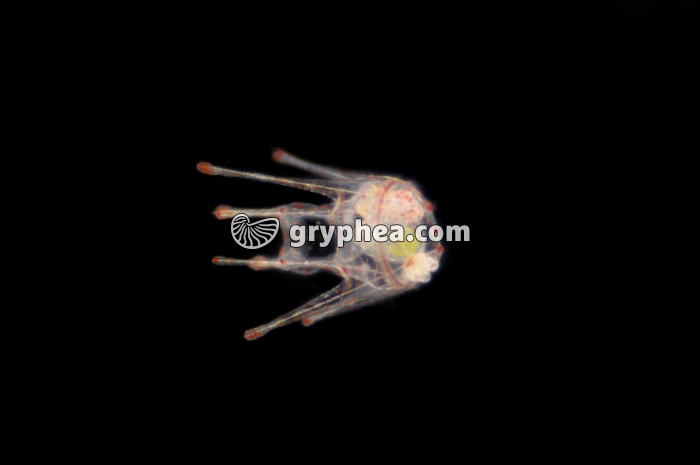 Oursin - Larve Pluteus - stade 8 bras x40 - gryphea.org